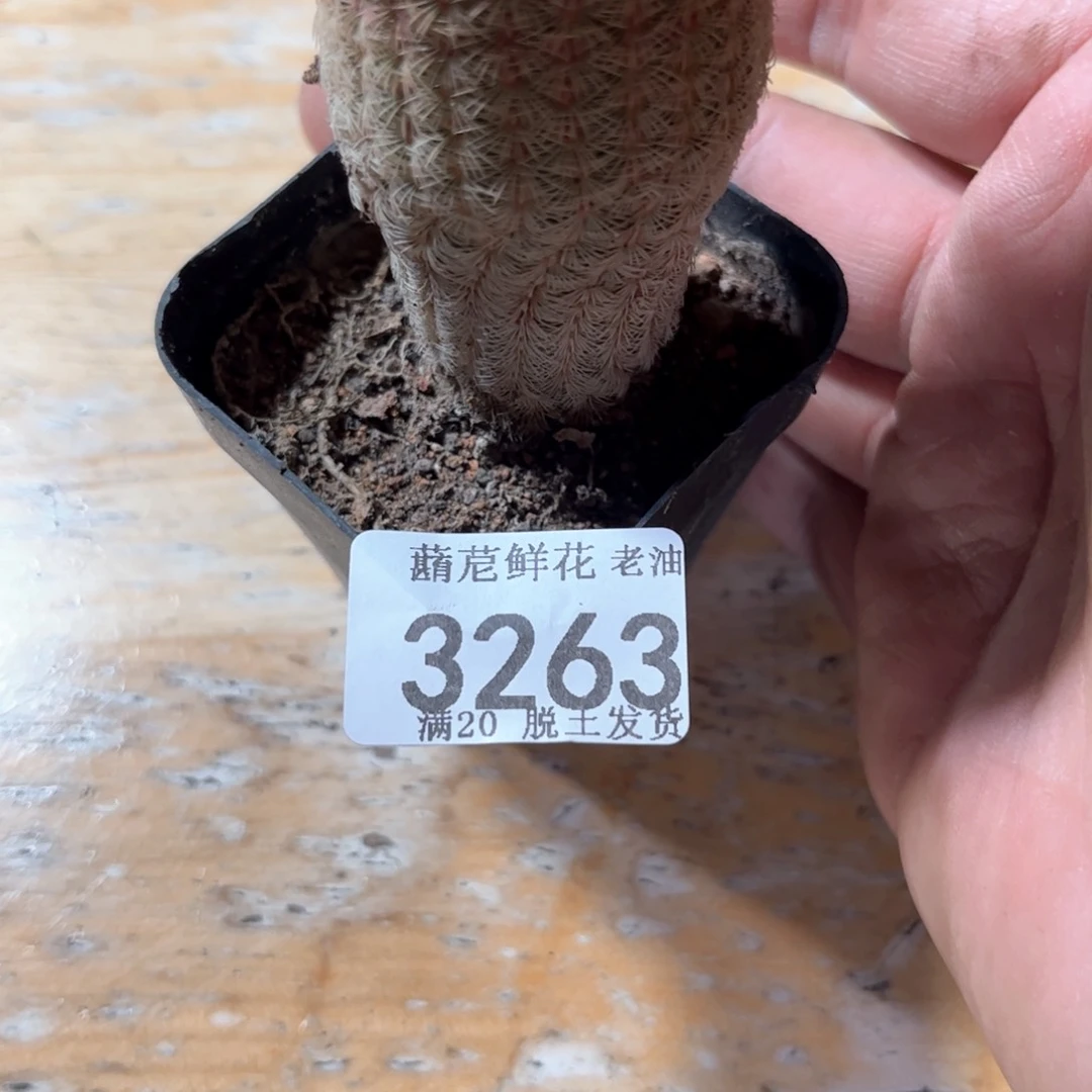 用****73263一物一拍单头发货