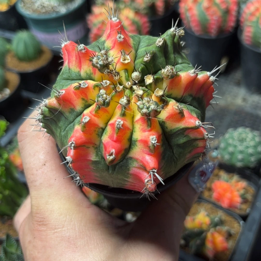 Z*e64030一物一拍专