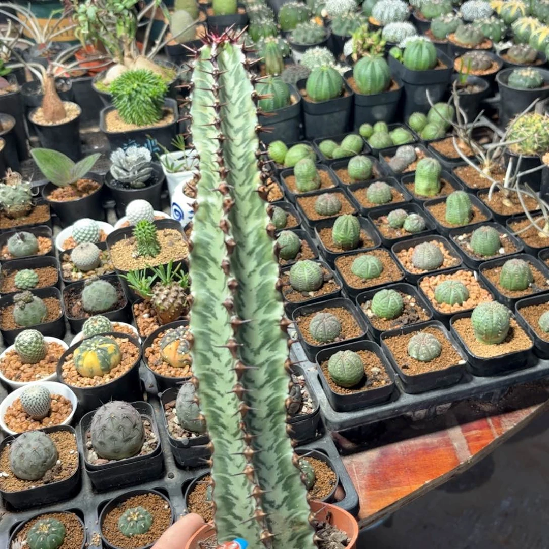 ?***?3488一物一拍单头发货