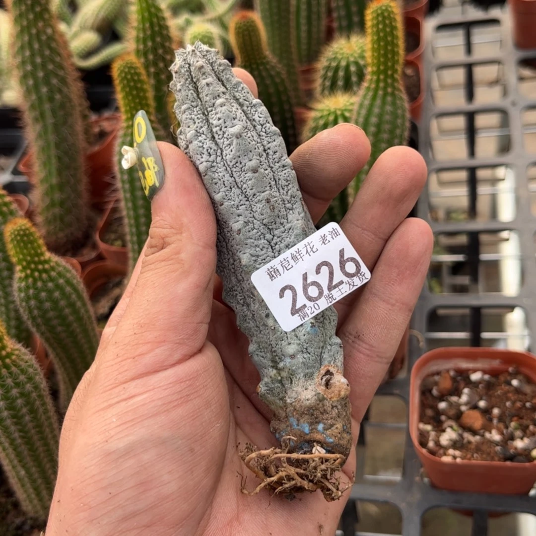 某****猫2626一物一拍单头发货