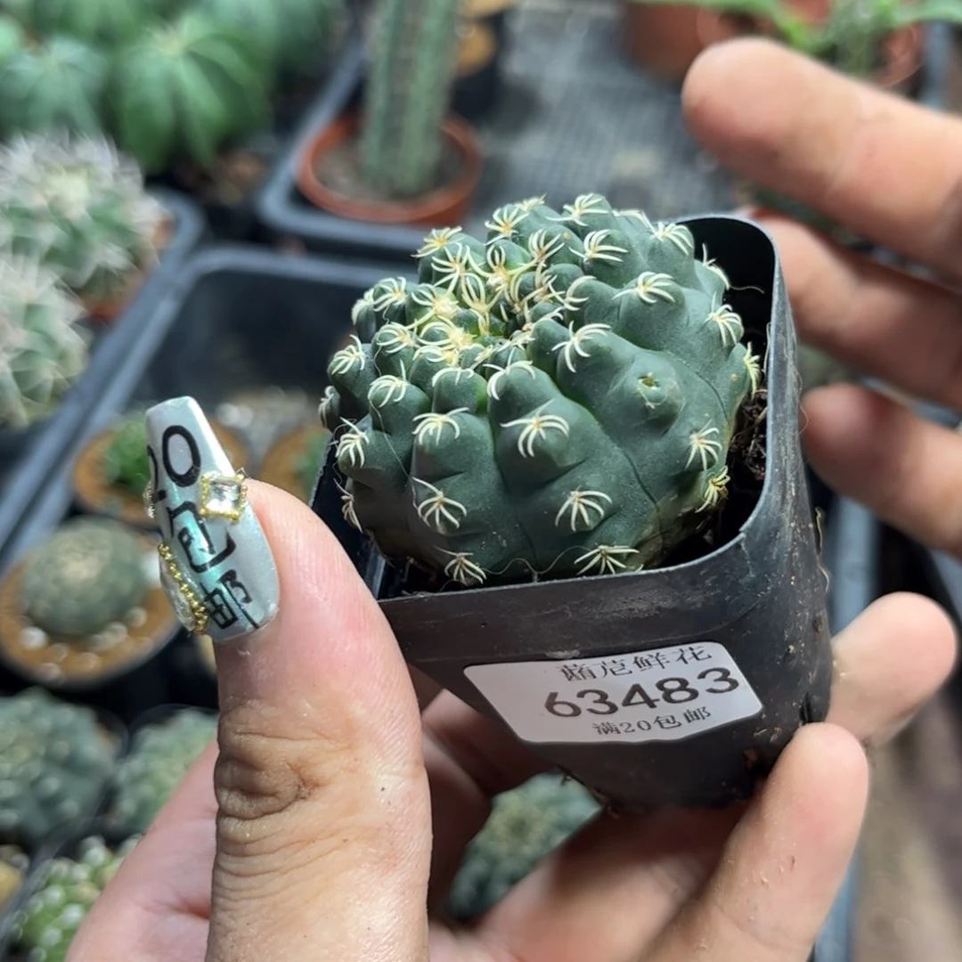 肖*宝63483一物一拍专