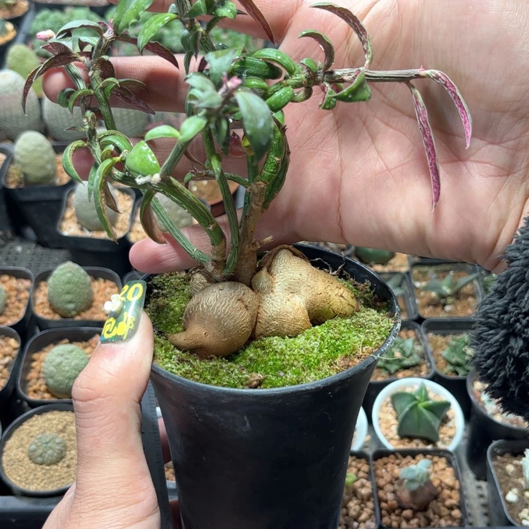 人生大吉有根发货有根