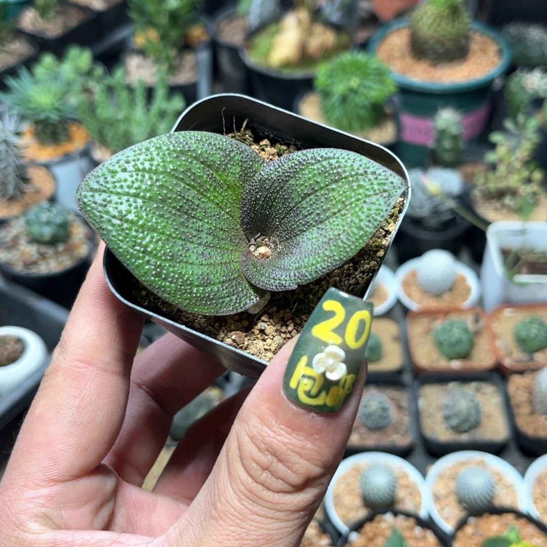 单头紫镜单头发货有根