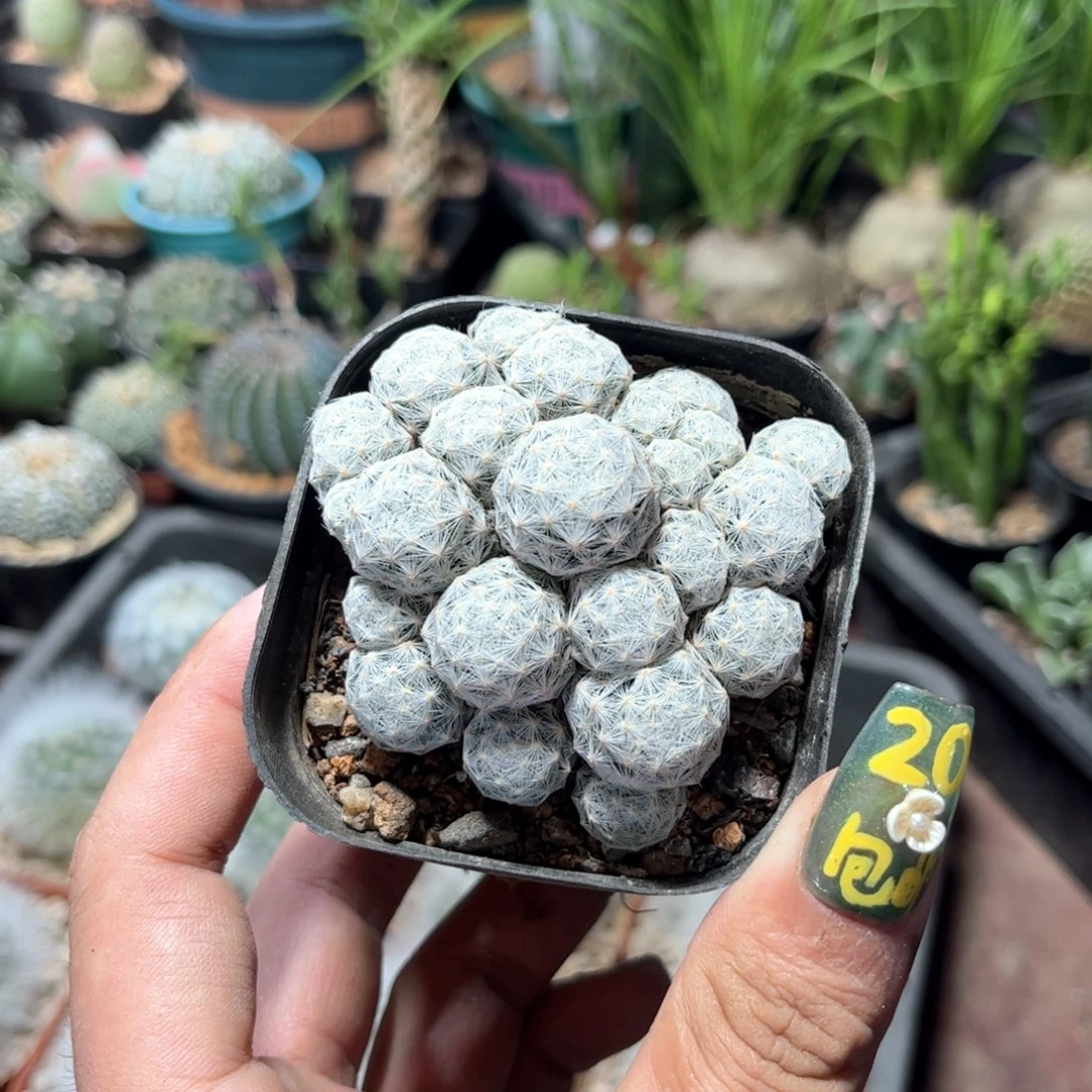 3147一物一拍单头发货