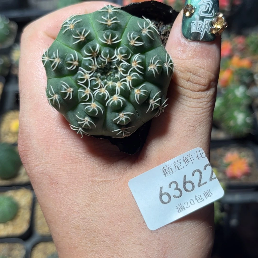 63622一物一拍专