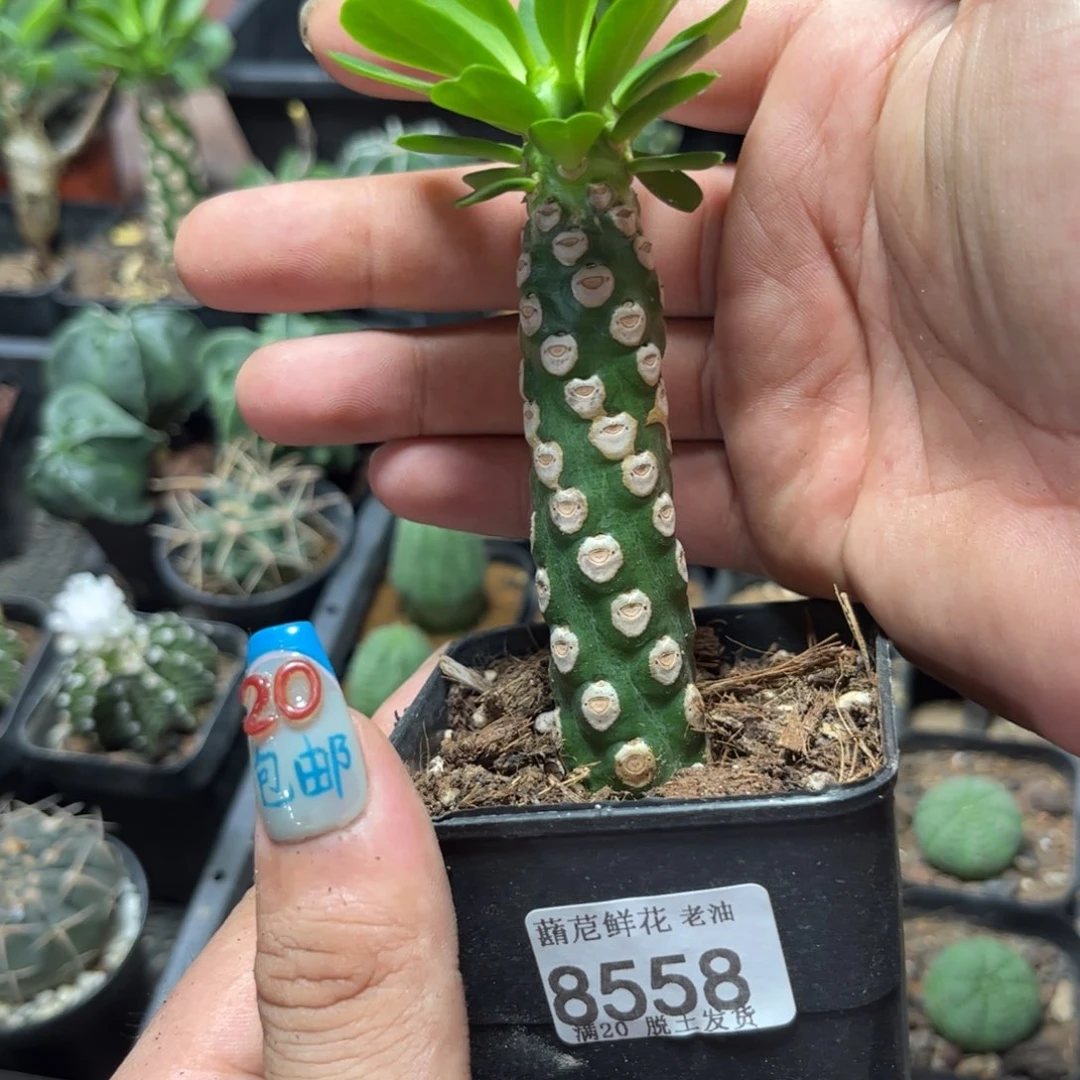 8558一物一拍无刺霸王鞭