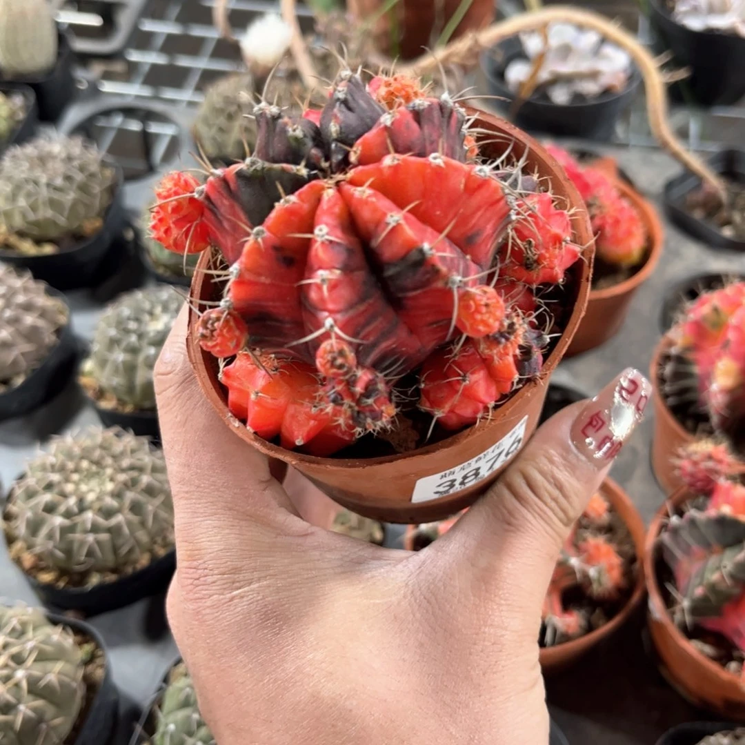 福*3876一物一拍单头发货