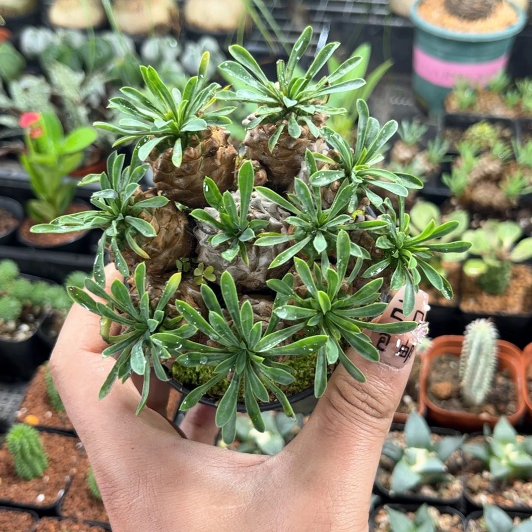 大号中菠萝峨眉山群生有根