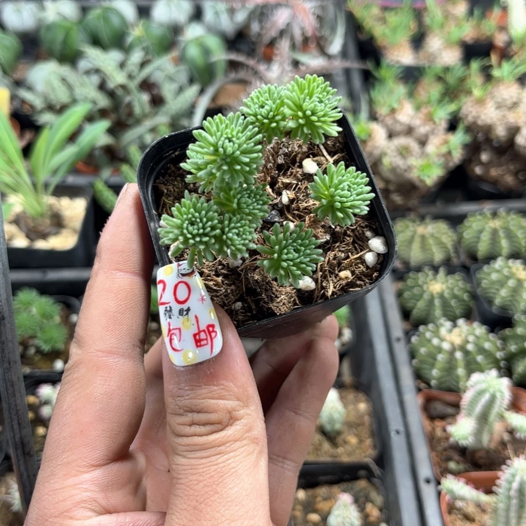 球松单头发货有根