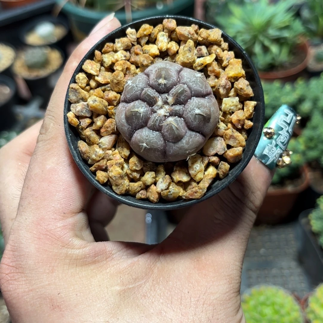 8633一物一拍铅皮兜