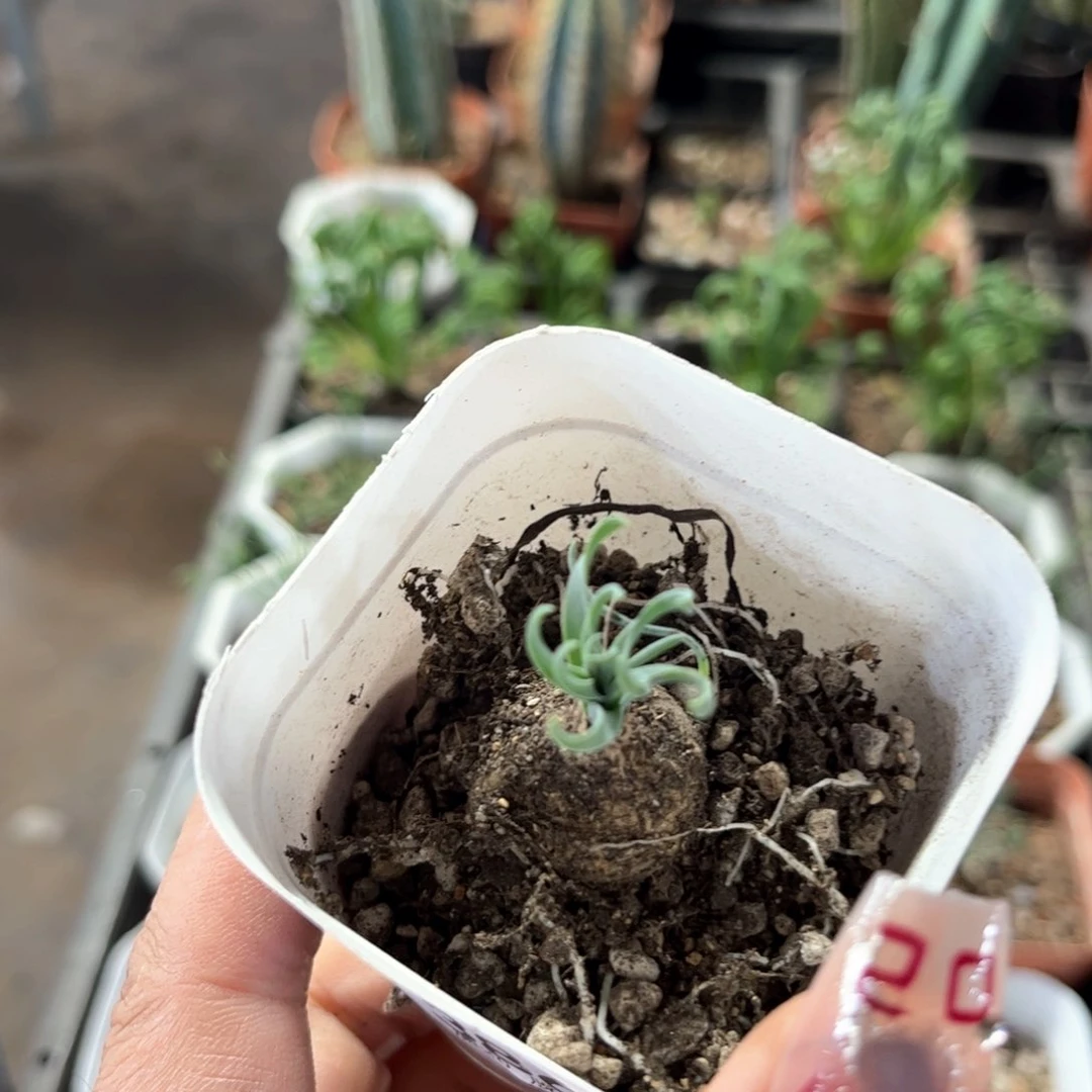 宽叶弹簧草单头发货有根