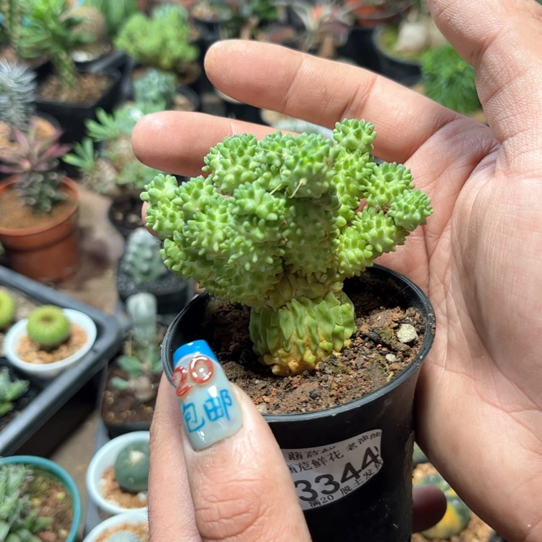 3344一物一拍单头发货