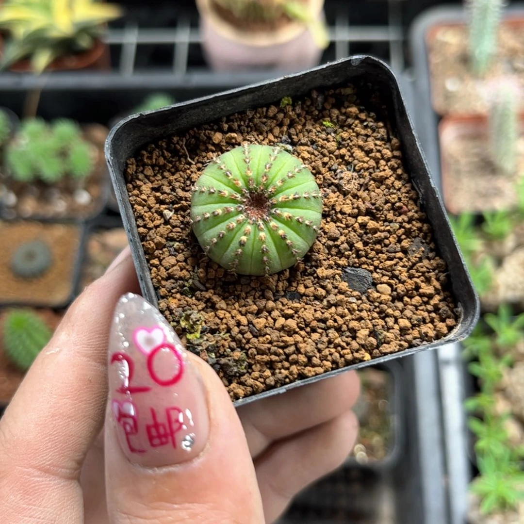 大型士童绿体单头发货有根