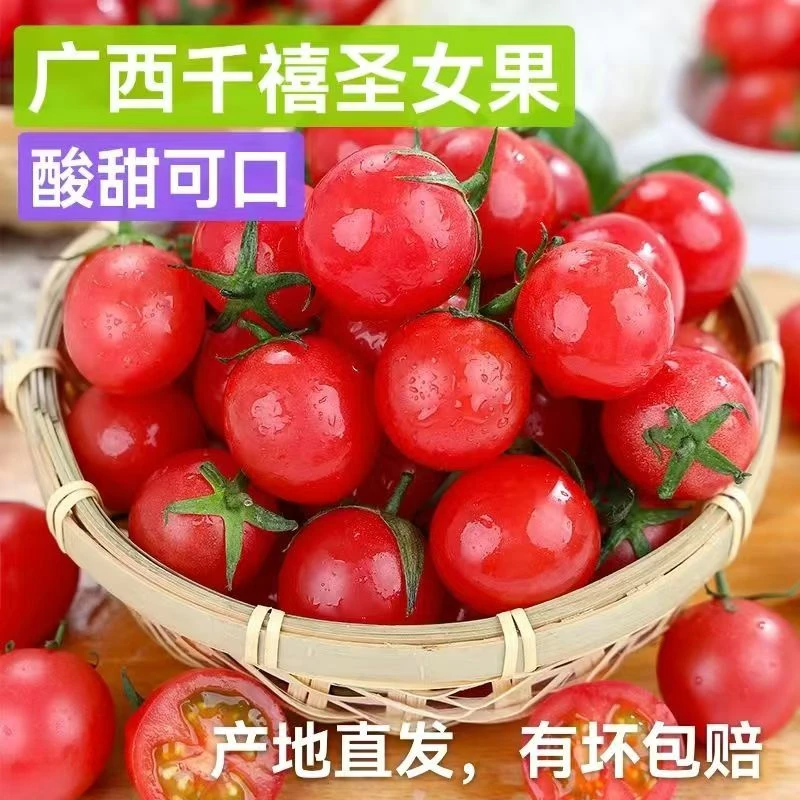 正宗广西圣女果小番茄孕妇水果现摘现发脆甜多汁-xh