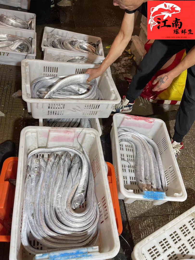 舟山江南陈鲜生东海野生大油带鱼每条斤上1大号件5斤10斤装起冰鲜