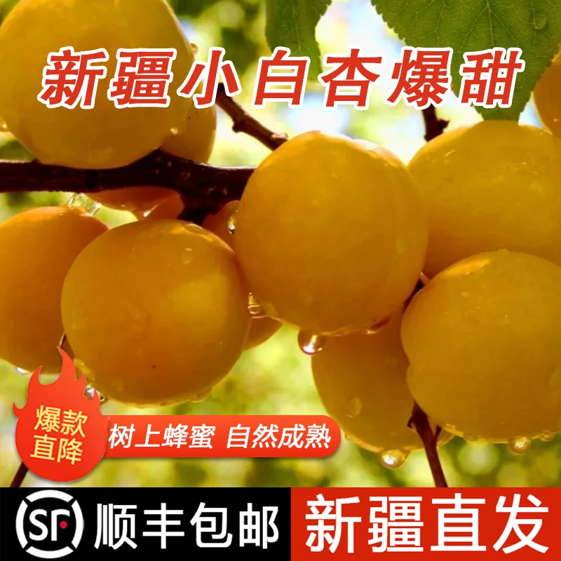新疆小白杏3斤礼盒装 新鲜香甜现摘现发水润多汁饱满酸酸甜甜顺丰