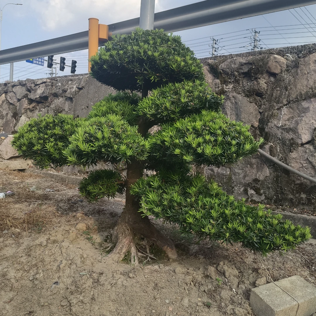 罗汉松大树树苗基地直销盆景大型庭院绿植常青花卉造型大树招财树
