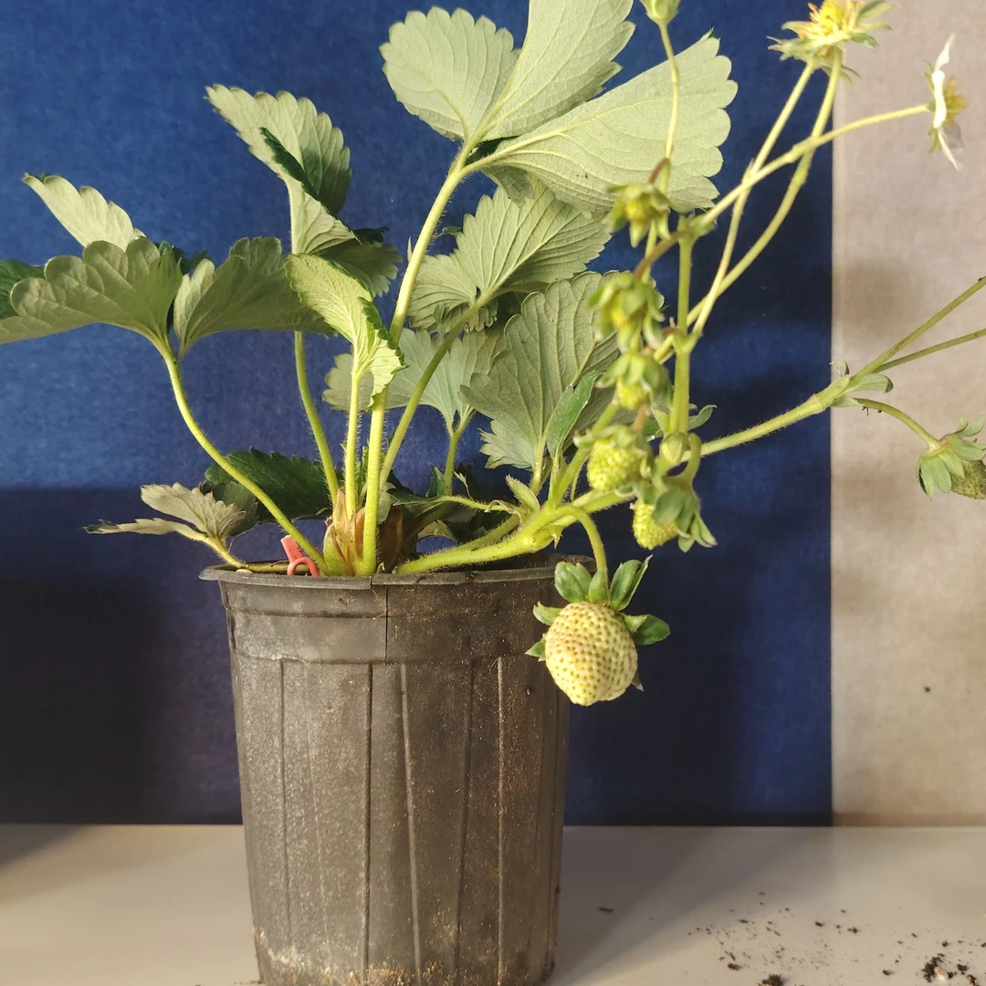 宁玉盆栽1盆盆栽