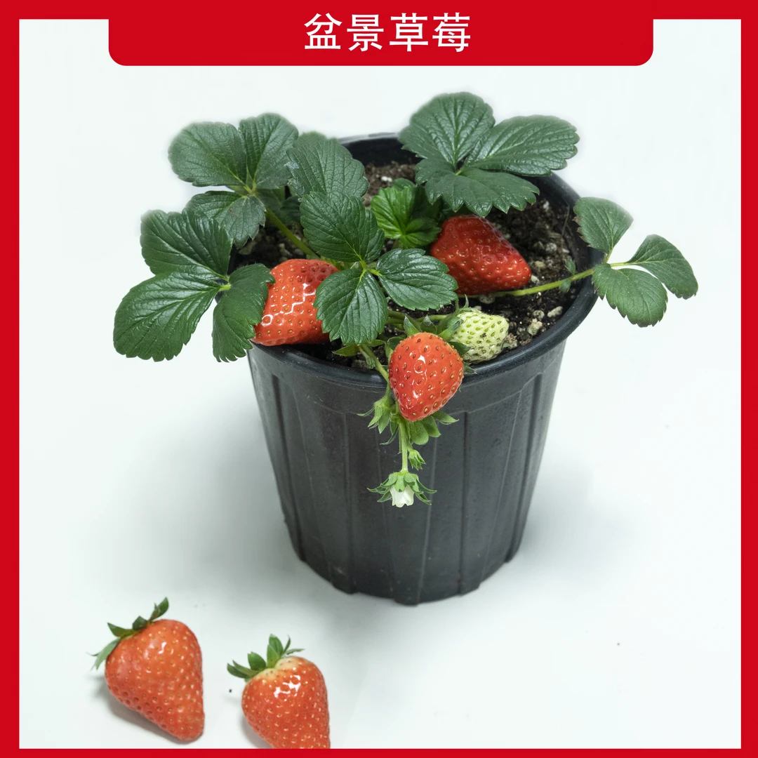 红颜草莓盆栽盆景草莓精选带花带果绿叶开花发货施肥生长基地