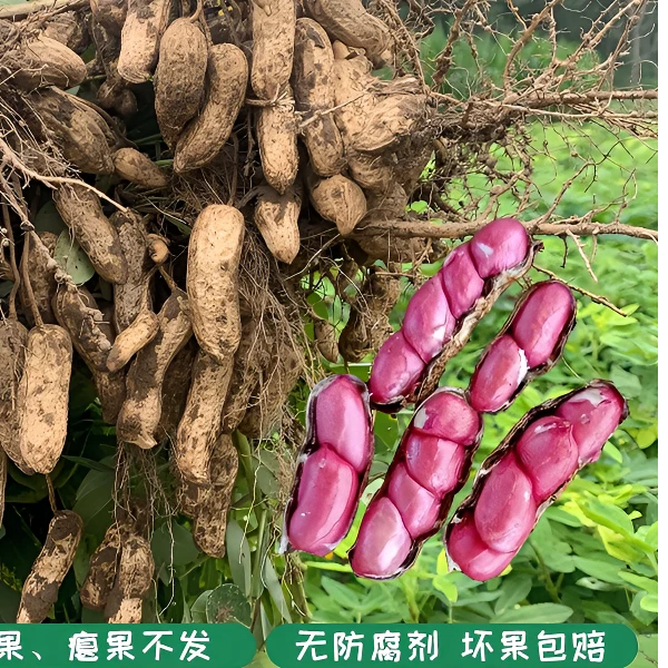 2025年新鲜红皮花生现挖农家四粒红湿花生带壳红皮带泥新鲜花生