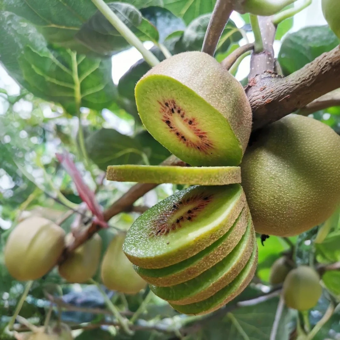 [一苗二乡]贵州高山红心猕猴桃新鲜孕妇水果大