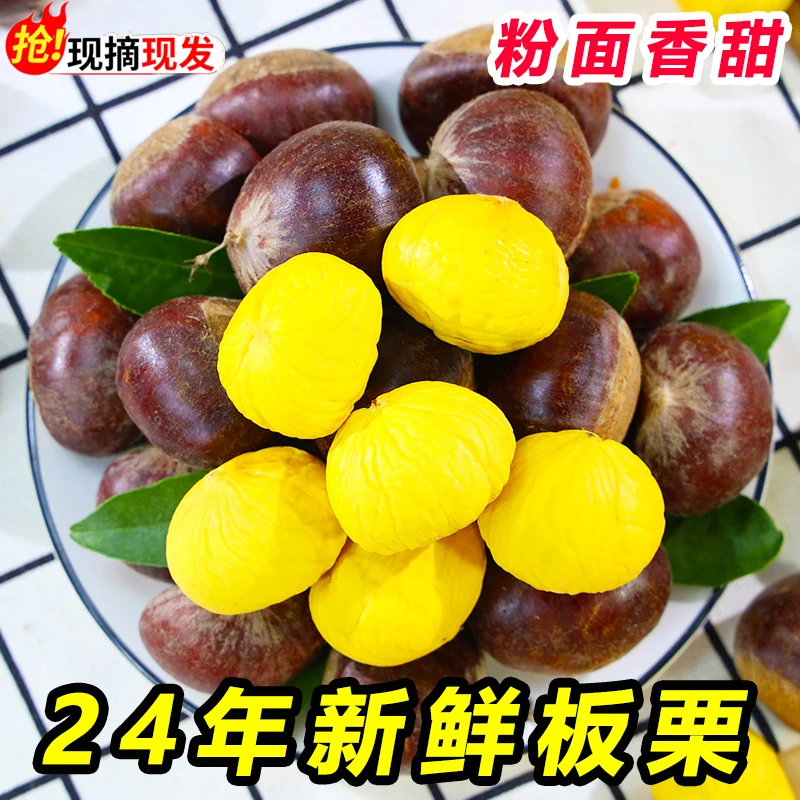 2024丹东鲜板栗带箱5斤净果4.5-4.8斤现摘鲜栗子生嫩大板栗野生