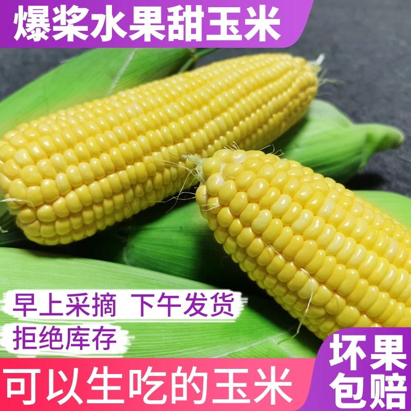 广西当季水果玉米新鲜爆浆带壳甜玉米生吃苞谷即食香甜玉米棒子
