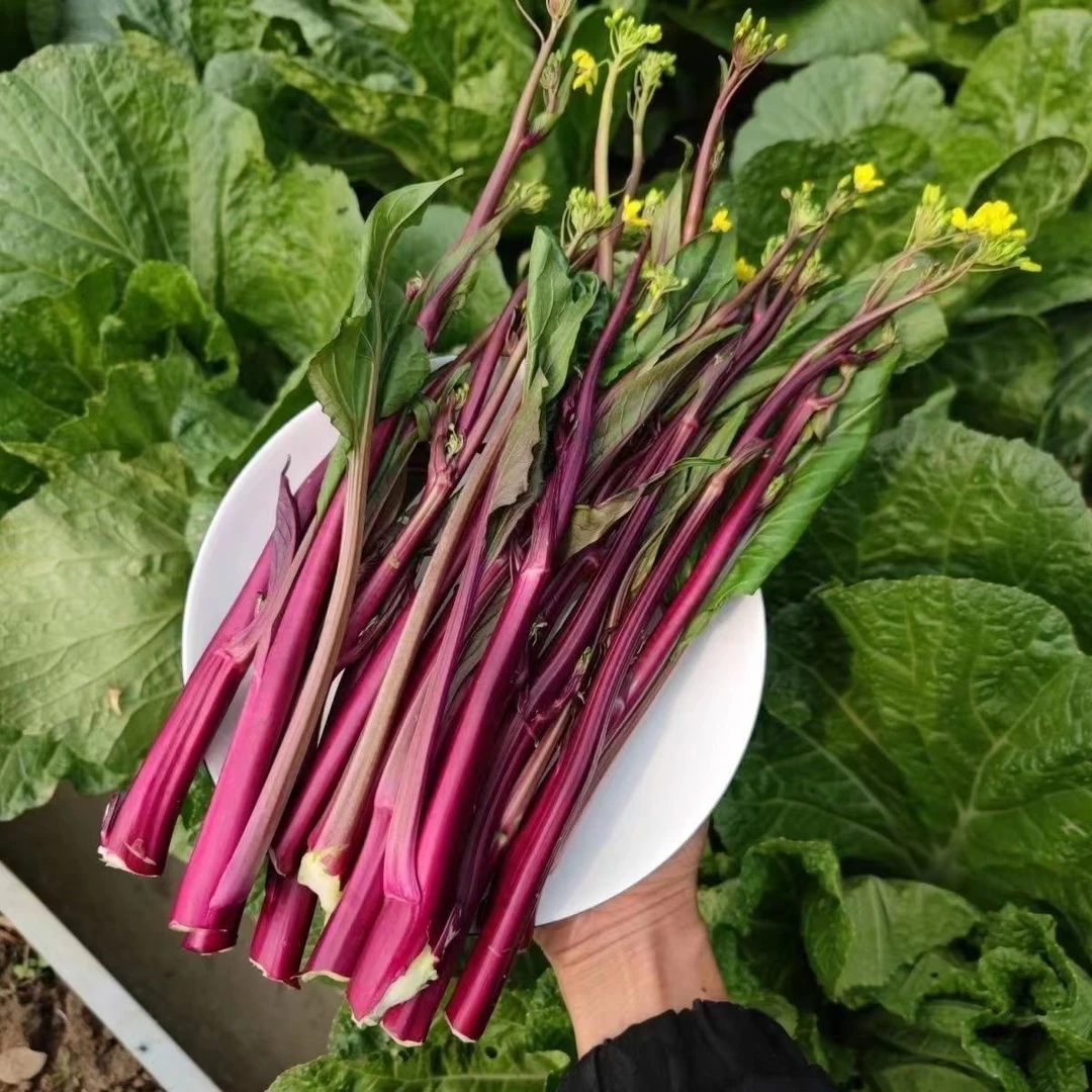 贵州正宗红油菜苔新鲜蔬菜时令紫菜苔红苔菜露天现摘现发
