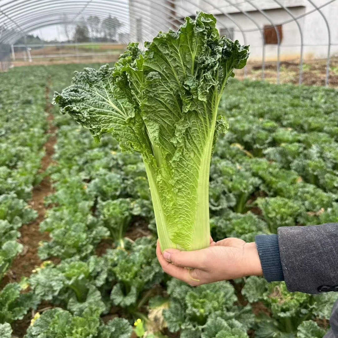 贵州高山麻叶白菜露天青麻叶