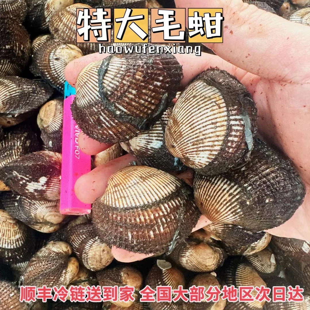 正宗大连毛蚶3斤特大毛蚶子鲜活海毛蚶血蛤新鲜超大大个毛蚶顺丰