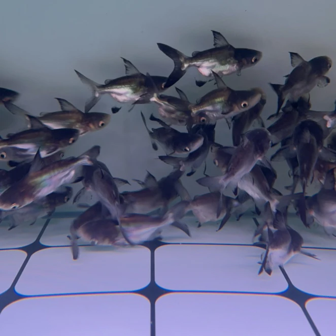 鲨鱼黑球鲨鱼练手鲨鱼黑球鲨小尺寸鲨鱼猛鱼