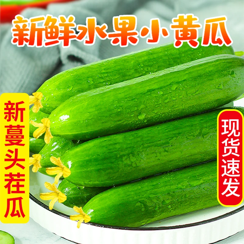 山东寿光新鲜水果小黄瓜生吃即食无刺3斤5斤青瓜现摘现发小黄瓜