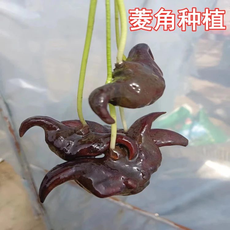菱角种子苗秧青菱角红菱角池塘稻田水缸水生蔬菜植物青菱角种子