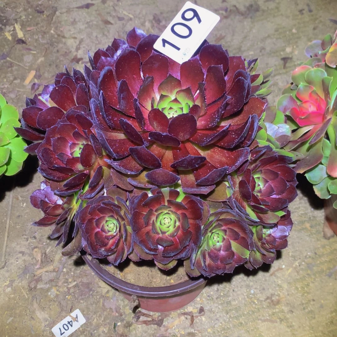 ?*?法师多肉植物109