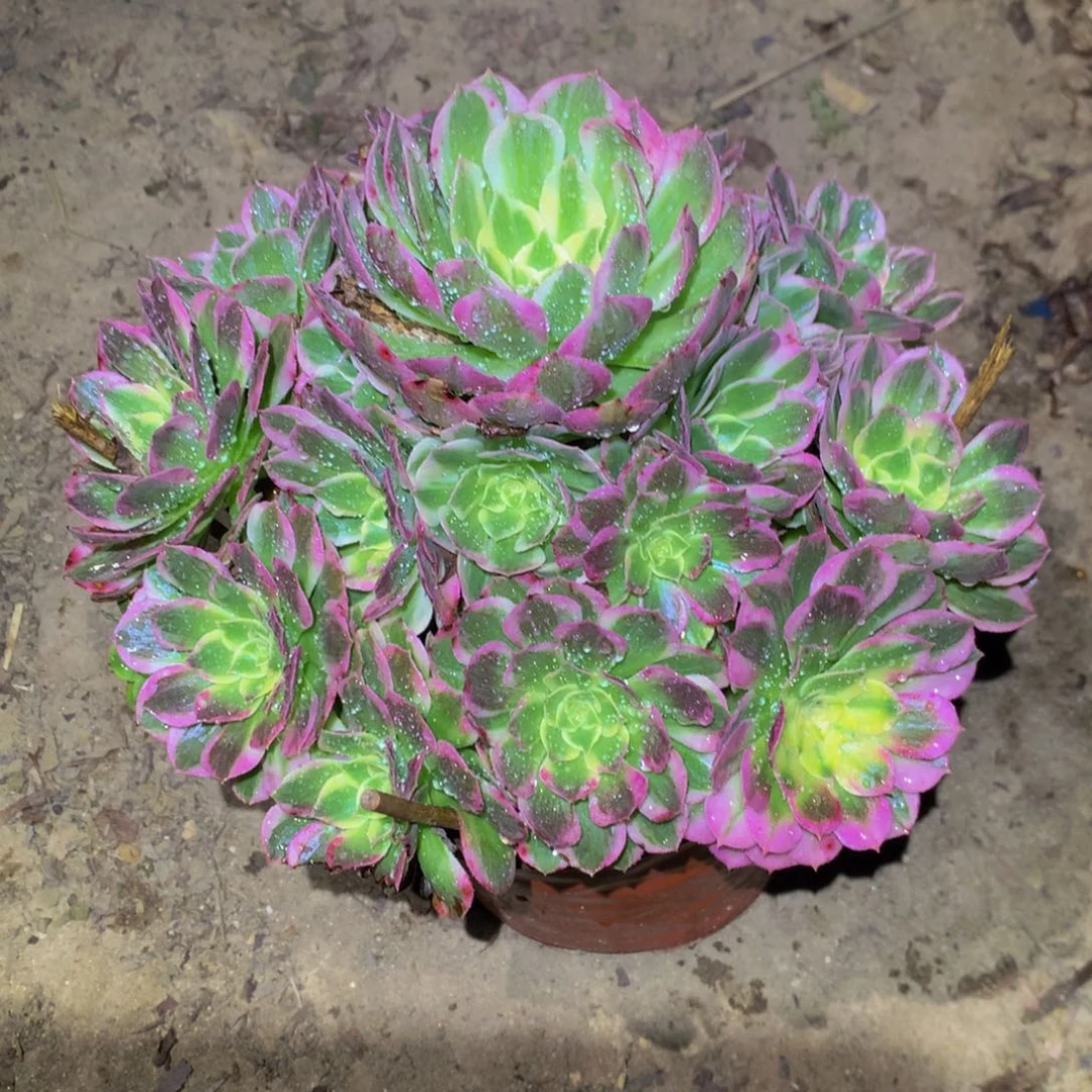 晃*法师多肉植物174