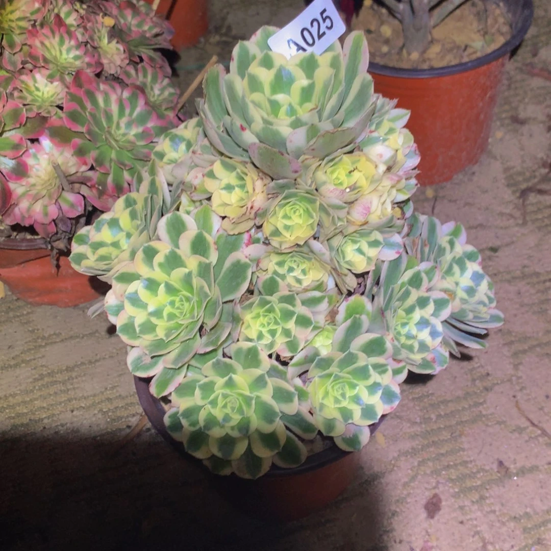 法师多肉植物025