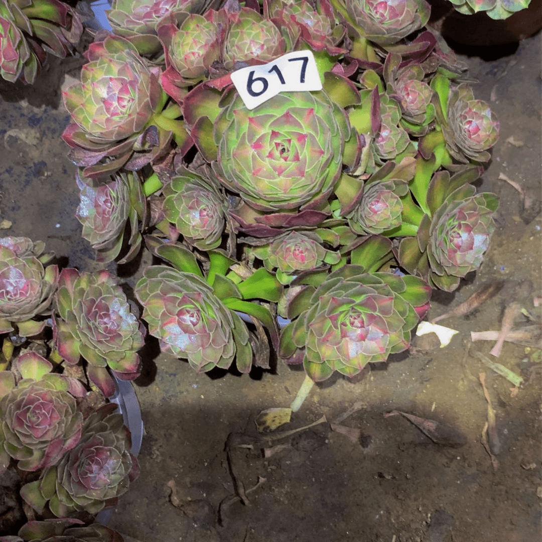 湘法师多肉植物617