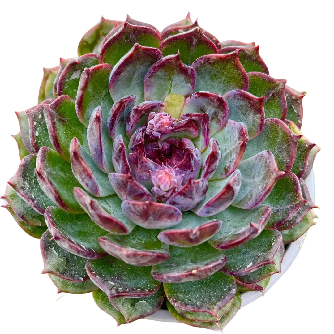 【超大蓝色妖姬】脱土发货 云南红太阳多肉 星花怒放 以直播为准