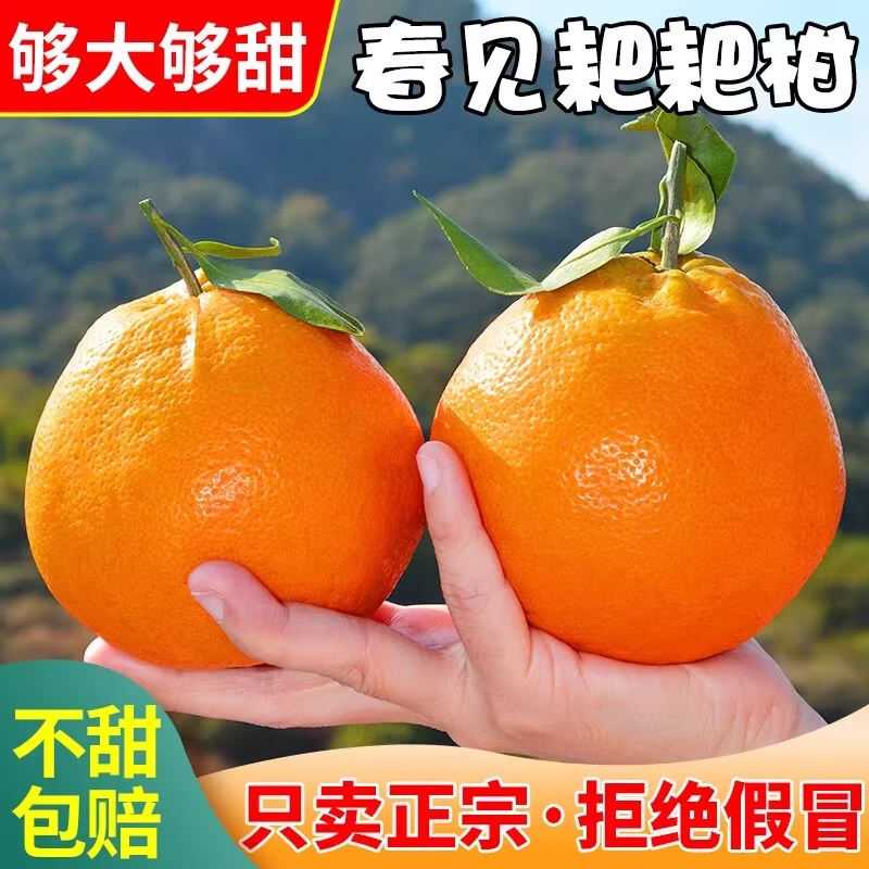 四川正宗春见耙耙柑1-8斤新鲜水果不知火丑橘薄皮多汁应季桔子柑
