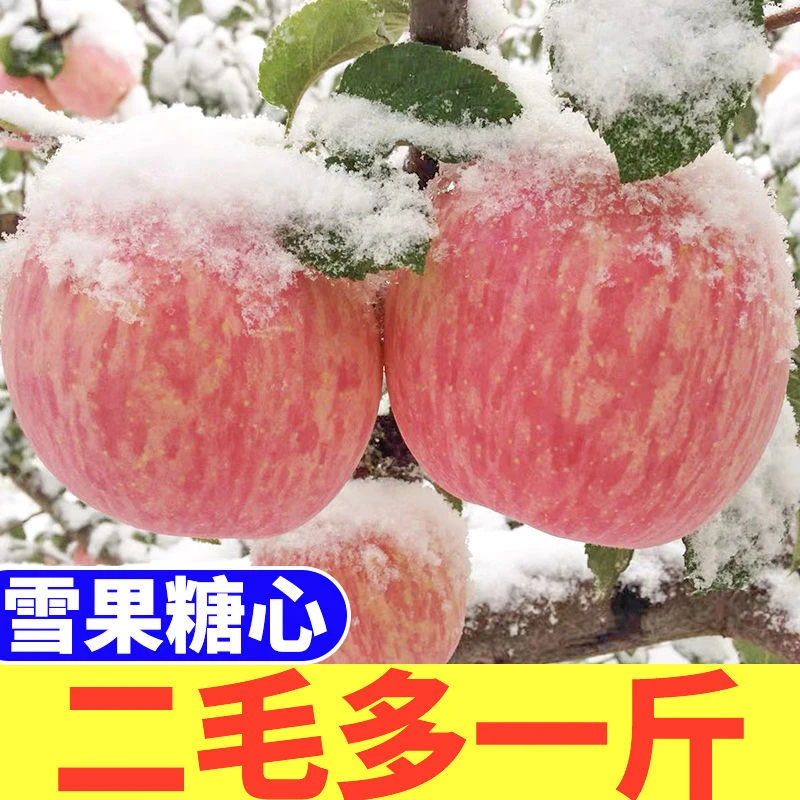 PG新鲜苹果红富士新鲜应季水果丑甜一整箱1-9斤脆甜多汁果园直发