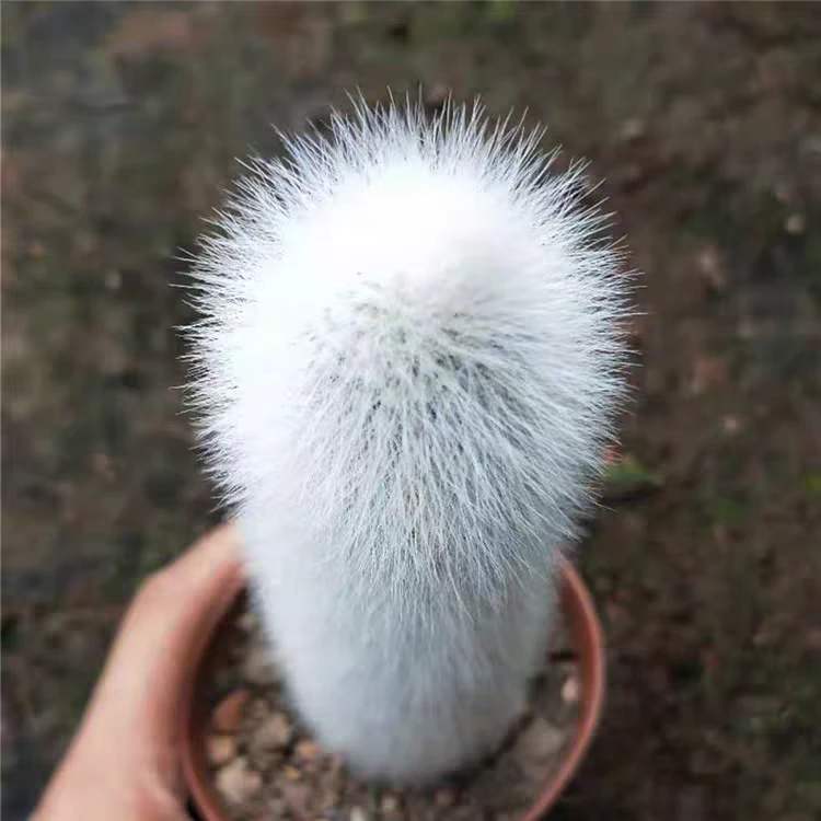 精品仙人掌吹雪柱白毛毛萌系仙人柱防辐射仙人球包邮盆栽好养