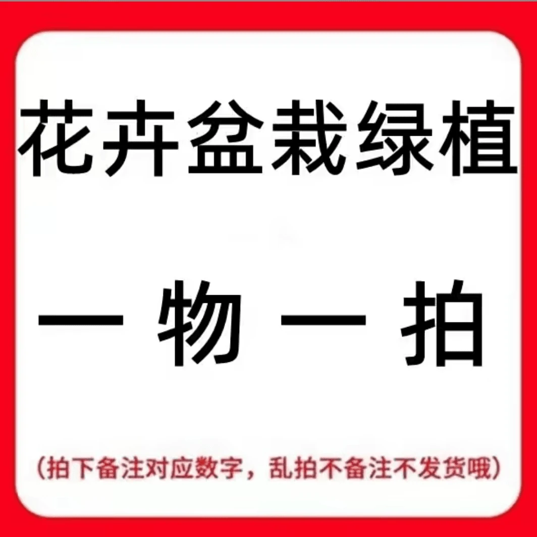阳台庭院盆栽地栽绿植苗木