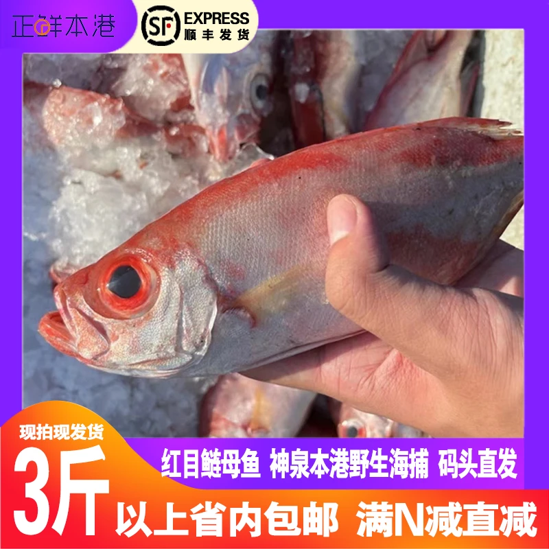 红目鲢母鱼-神泉本港海鲜野生海捕新鲜大眼鸡洗杀好450g冷链发货