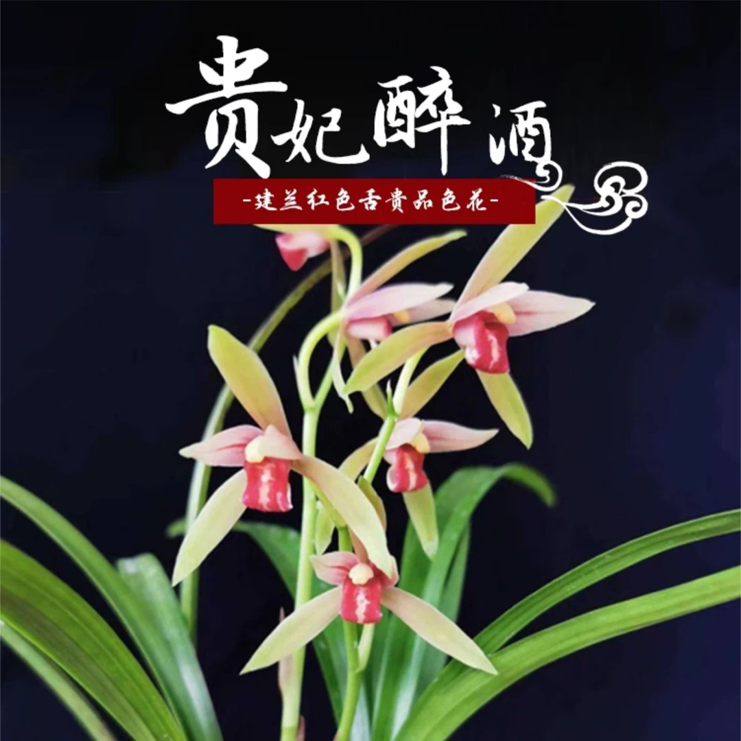 建兰名品【贵妃醉酒】 2苗 6月份开花终身包对版假一赔十放心购买