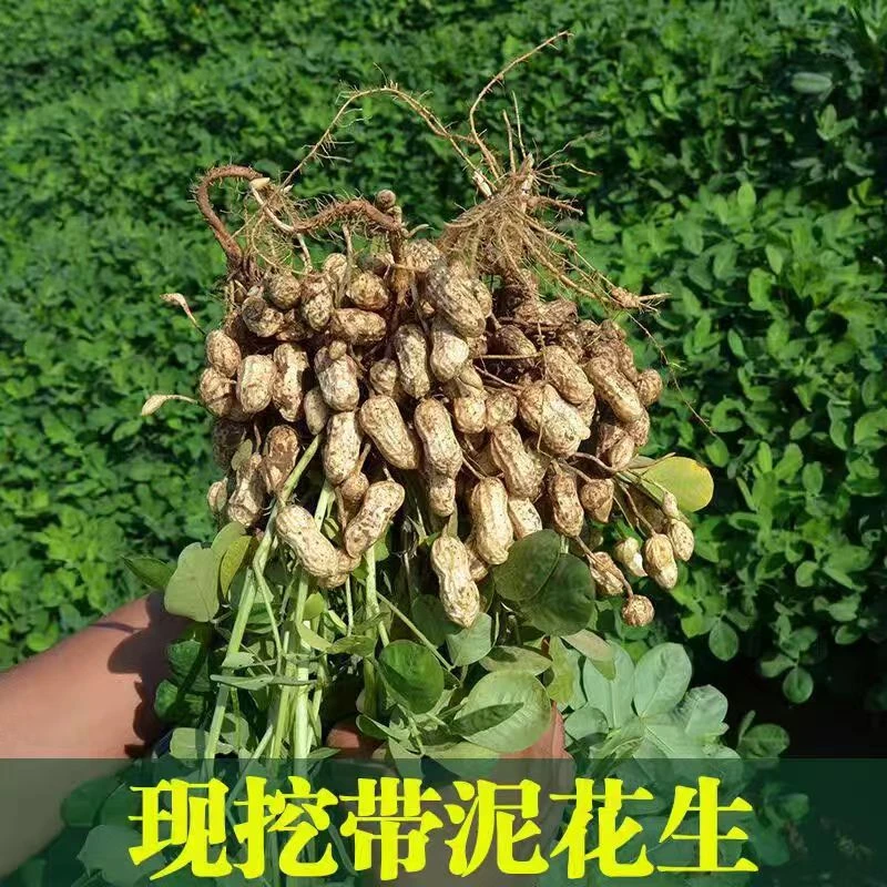 【沙土地鲜花生 】粉皮沙地现挖带壳湿花生五斤装