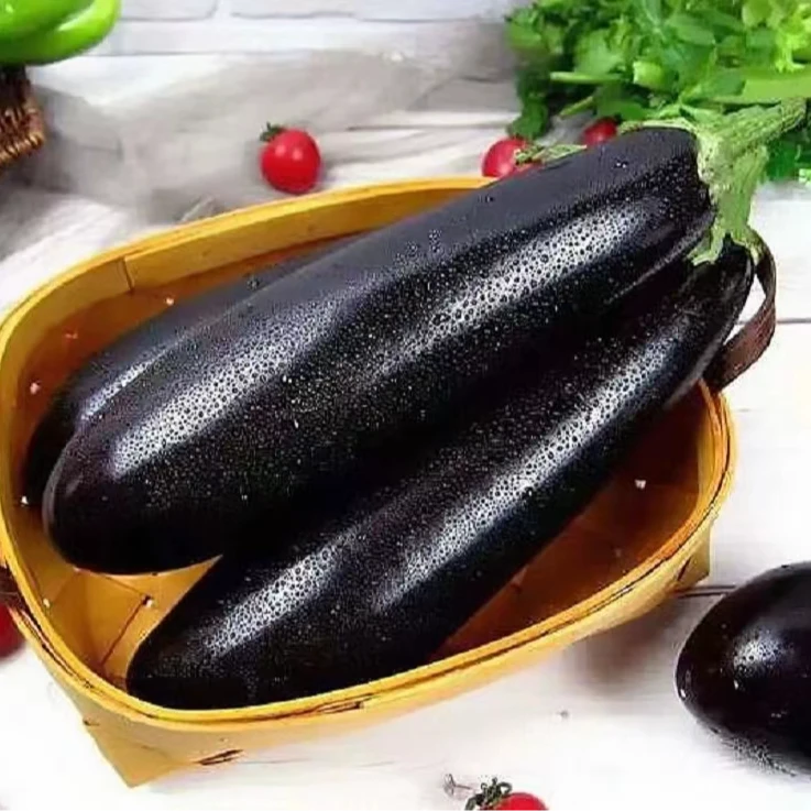 【精品黑棒茄子】农家人工采摘挑选茄子产地直发新鲜农家烤茄子