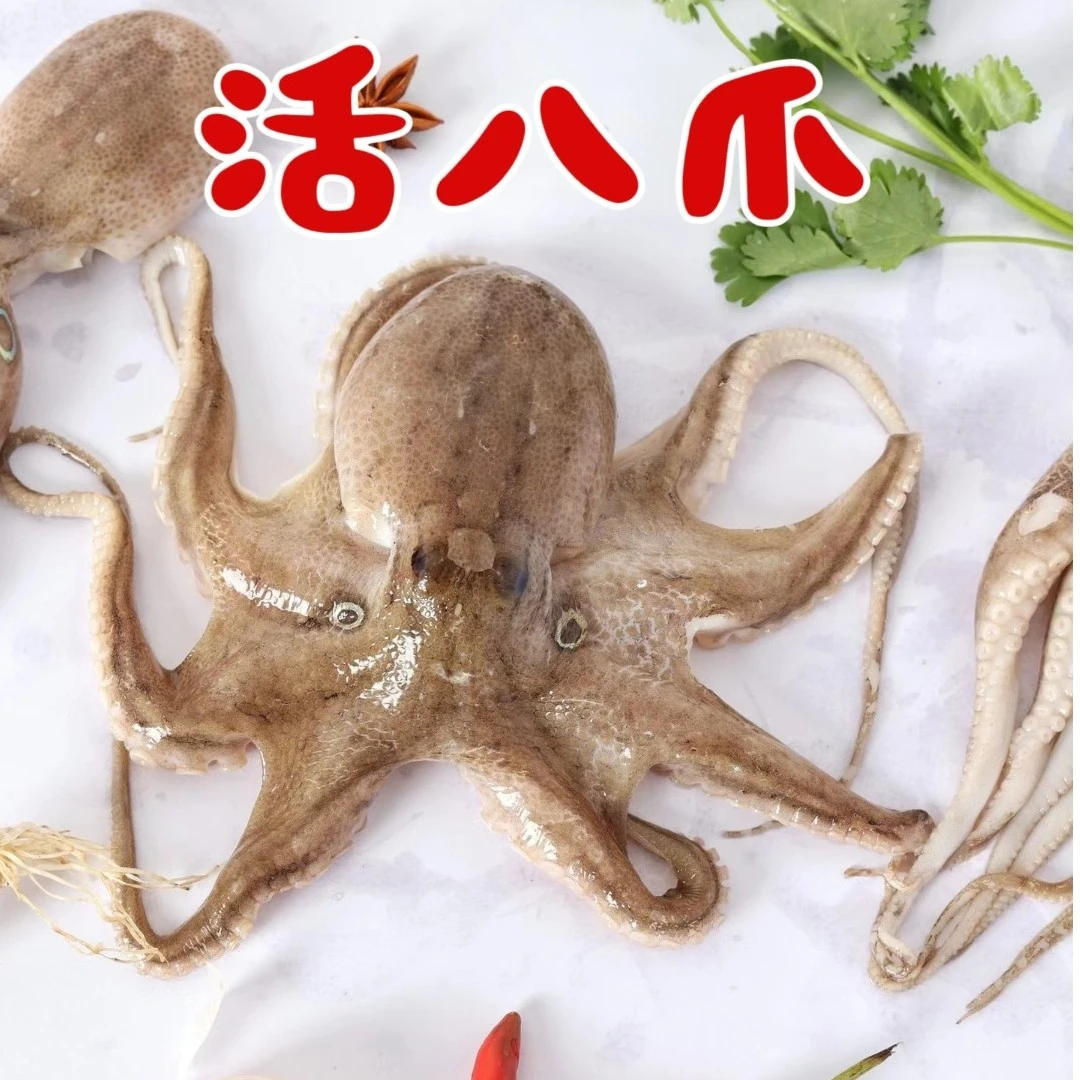 1斤鲜活八爪鱼章鱼清蒸爆炒香辣(活的不处理)