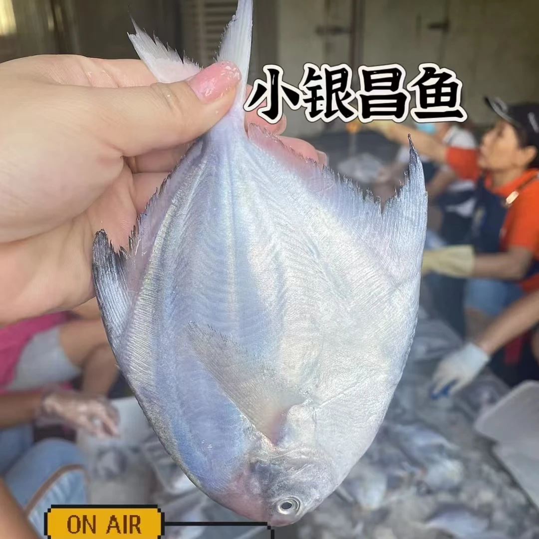 1斤野生海捕冰鲜小银鲳鱼