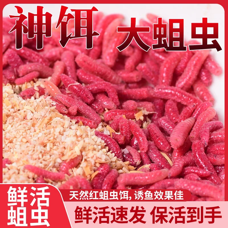 【冬季爆款】红蛆虫活饵牙子钓鱼饵料野钓黑坑鲫鱼马口溪流钓通杀