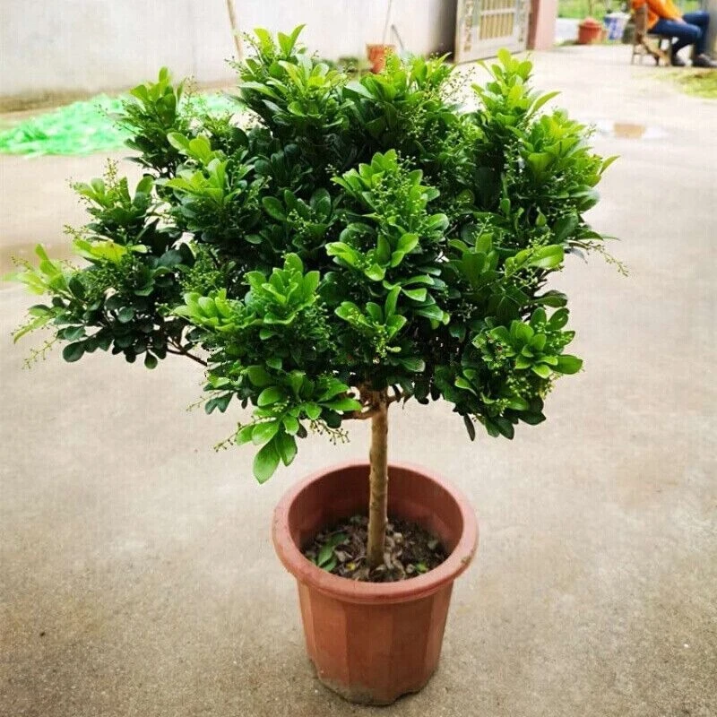 【一物一拍】香水米兰盆栽花卉植物室内四季开花带花苞绿植